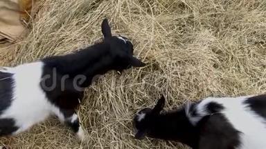 两只黑白相间的小<strong>公山羊</strong>在阳光明媚的夏日在农场里吃干草和牲畜